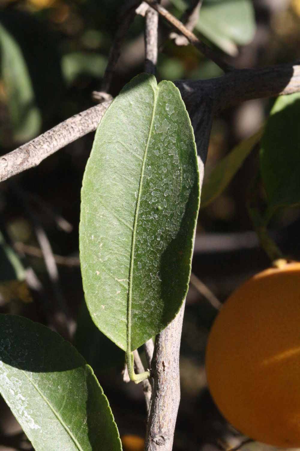              Unifoliolate leaf of ( Citrus paradisi   x    Poncirus trifoliata   ) X  C. sinensis                (US-119, Riverside, CA)       